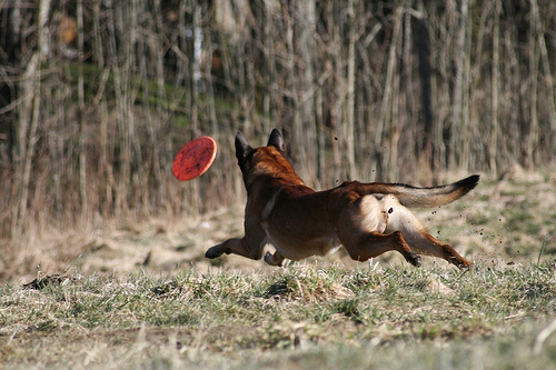 a dog catching a frisbee